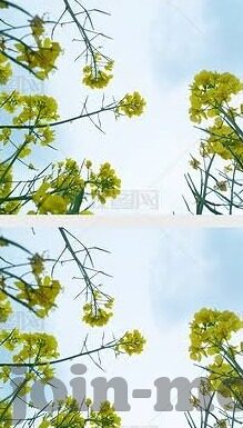 大象传媒官方入口-探索大象传媒的官方入口，解锁数字娱乐新视界